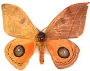 Automeris illustris gynandromorph (Internet Image property of respective owner, non-commercial use only)